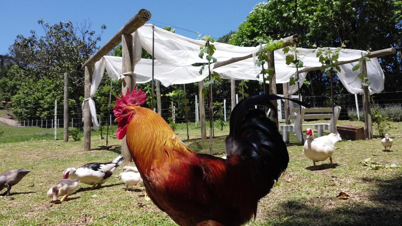 Casa Na Arvore Com Hidro, Piscina, Trilha, Cavalo Bento Gonçalves Zewnętrze zdjęcie
