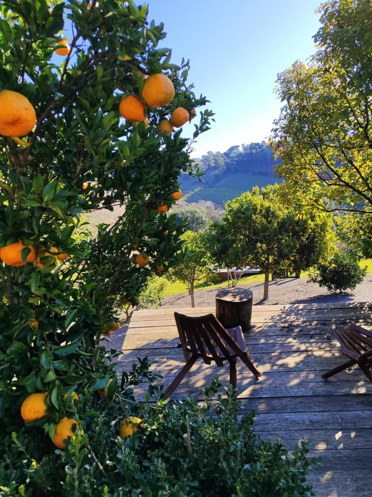 Casa Na Arvore Com Hidro, Piscina, Trilha, Cavalo Bento Gonçalves Zewnętrze zdjęcie